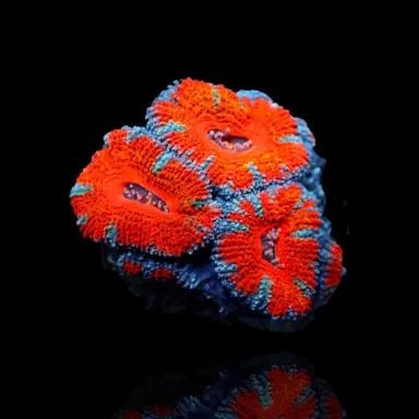 Acanthastrea Ultra S 3-5 cm