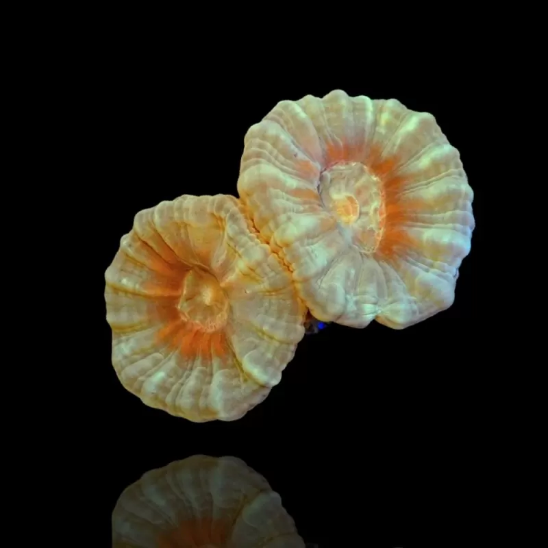 Caulastrea Australie frag