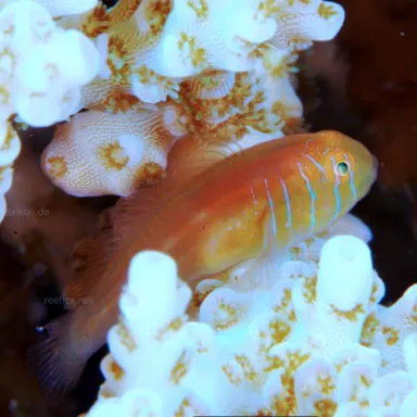 gobiodon quinquestrigatus