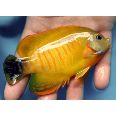 Centropyge Eibli x Flavissima (hybride)