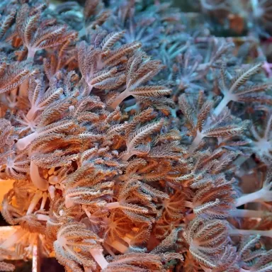 Xenia Umbelata L-size