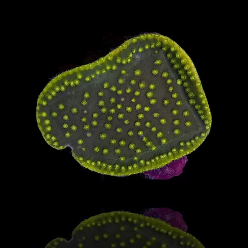 Turbinaria Reniformis frag M size