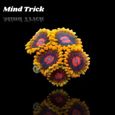 Zoanthus Mind Trick Frag S size