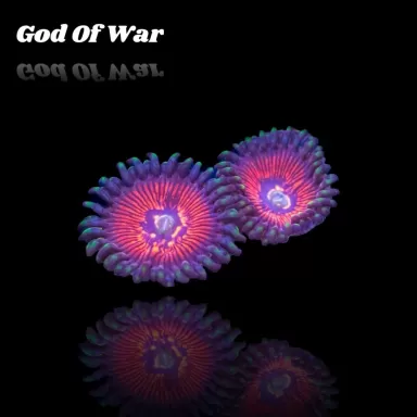 Zoanthus God Of War Frag S size