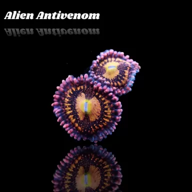 Zoanthus Alien Antivenom Frag S size