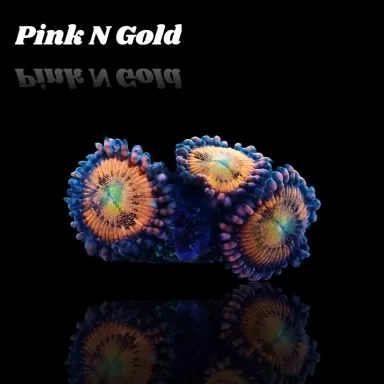 Zoanthus Pink N Gold S-size