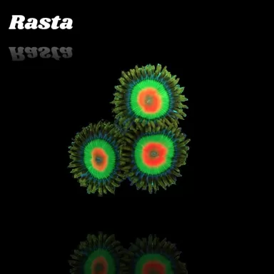 Zoanthus Rastas Frag S size