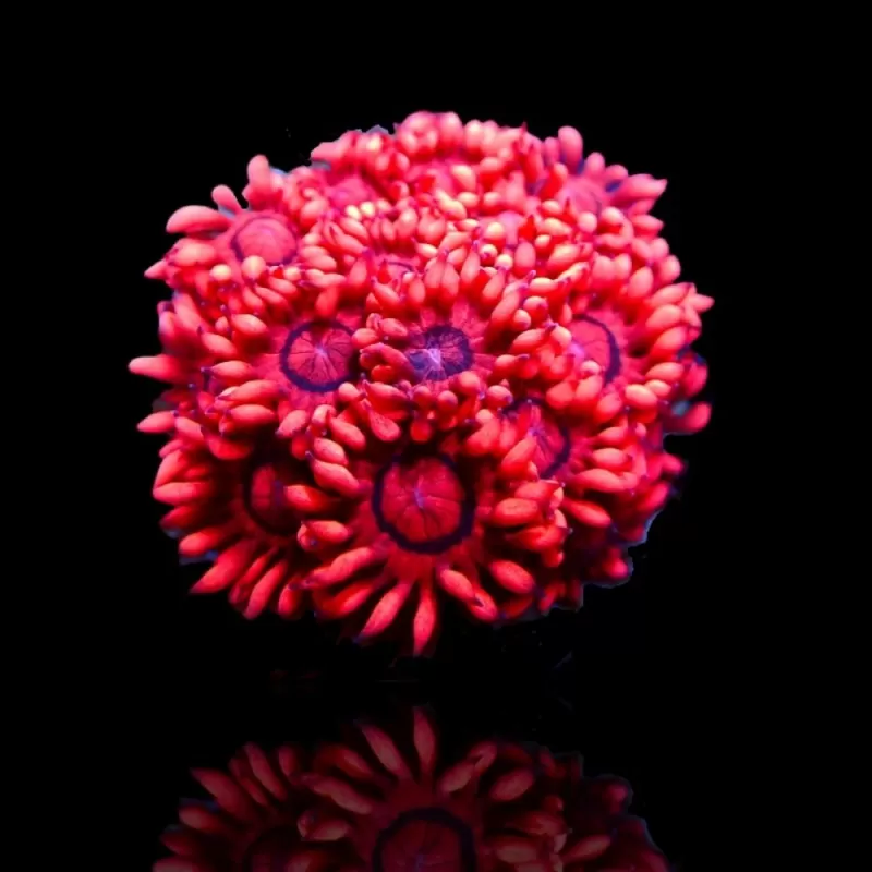 Goniopora sp Australie Red (M)