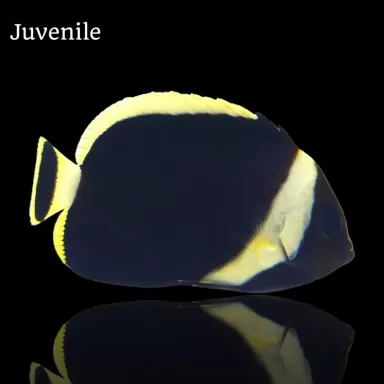 chaetodontoplus melanosoma M