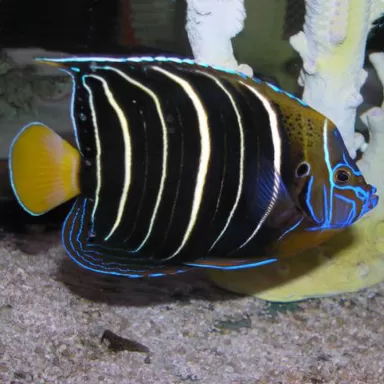 Pomacanthus Chrysurus M