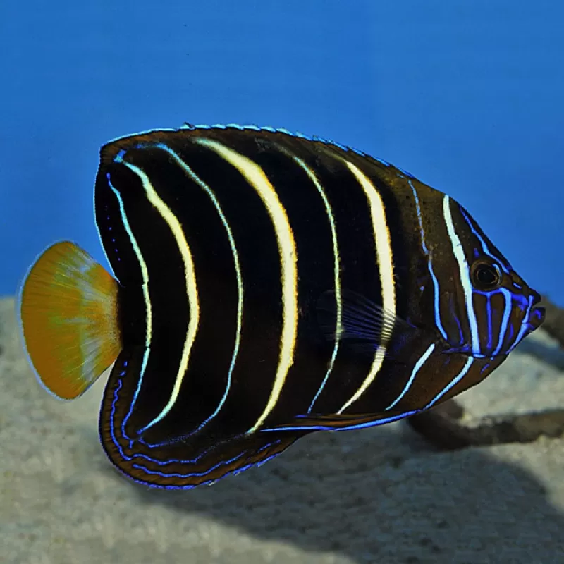 pomacanthus chrysurus L