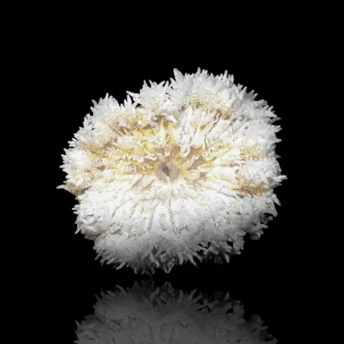 Heteractis Aurora White Yellow Feet