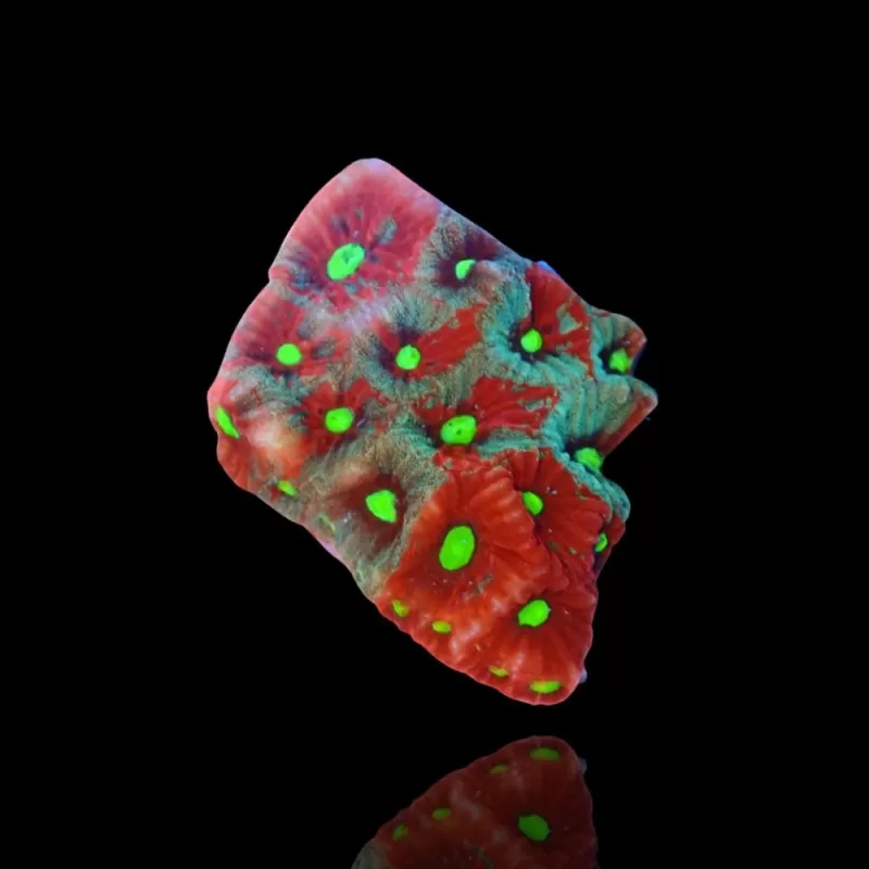 Favites War Coral frag Australie