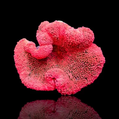 Stoichacti Kenti Red Colored Carpet Anemone Fillepijnen