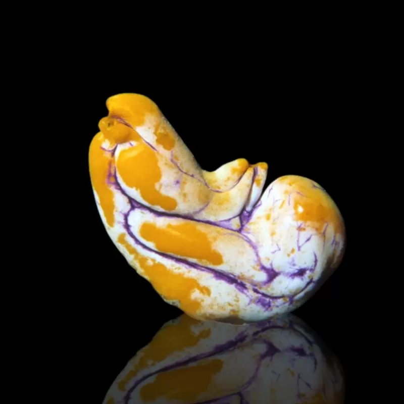 Polycarpa aurata L size