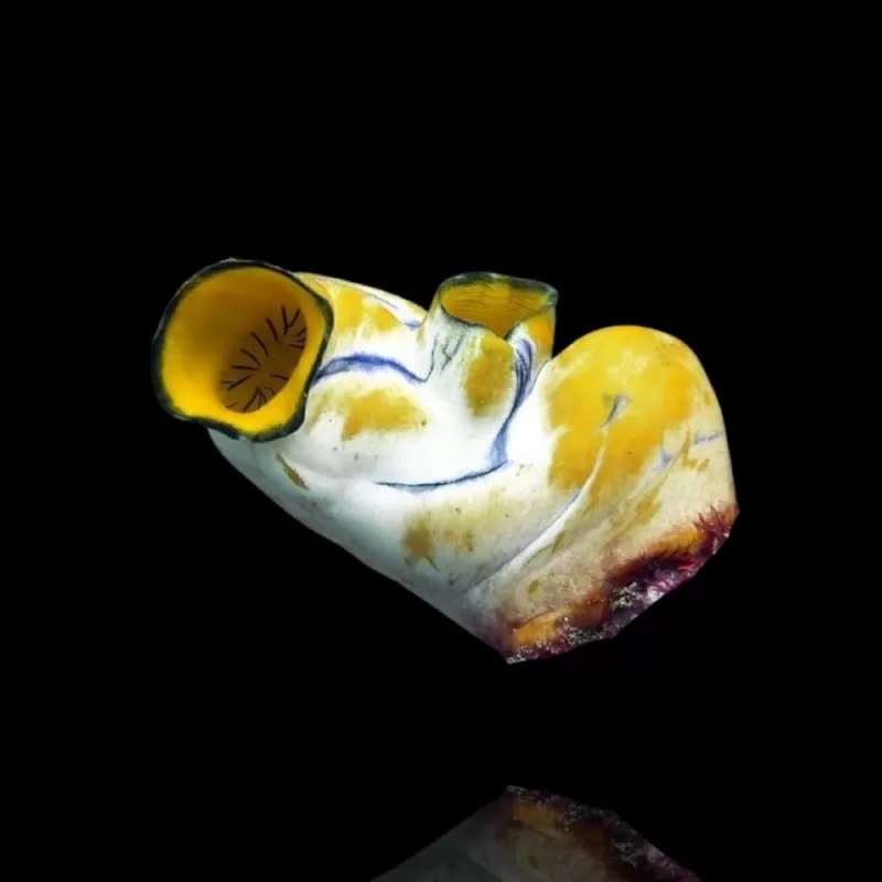 Polycarpa aurata L size