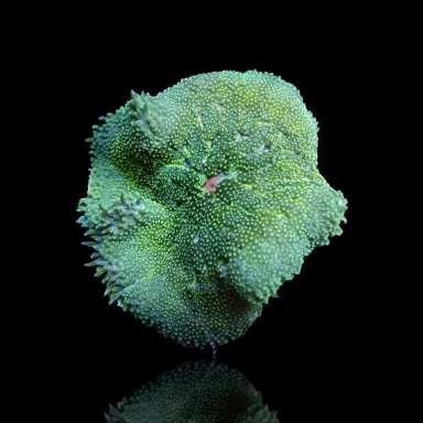 Stichodactyla tapetum