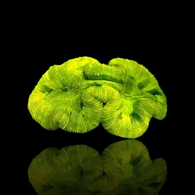 Trachyphyllia Geoffroyi ultra green ML size Australie