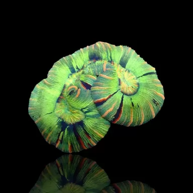 Trachyphyllia Greenish Rainbow M L Size