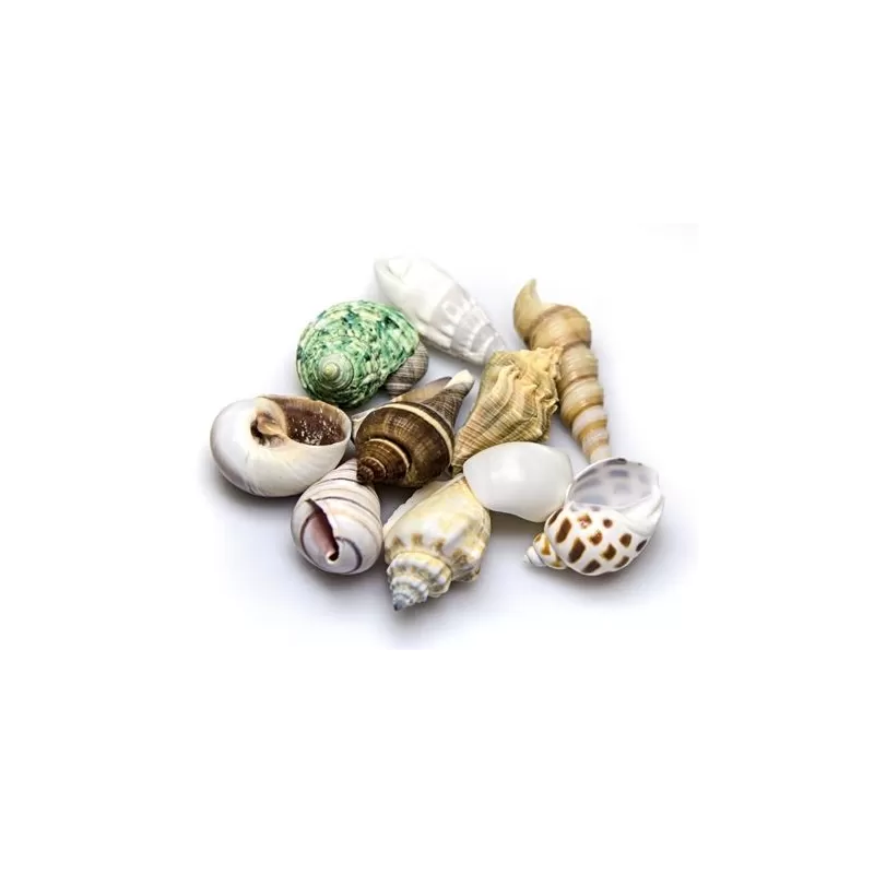 Hobby decoratie sea shells set S 20 stuks