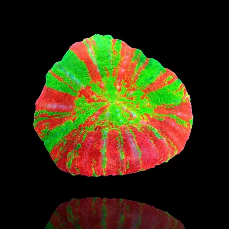 Scolimia Australis Premium M size