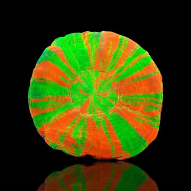 Scolimia Australis Premium M size