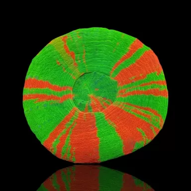 Scolimia Australis Premium M size