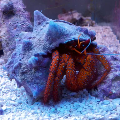 Dardanus Megistos bestellen? l Coralandfishstore.nl