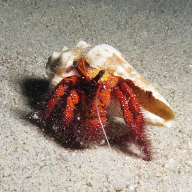 Dardanus Megistos bestellen? l Coralandfishstore.nl