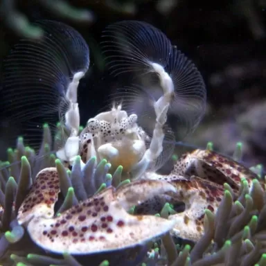 Neopetrolisthes Oshimai