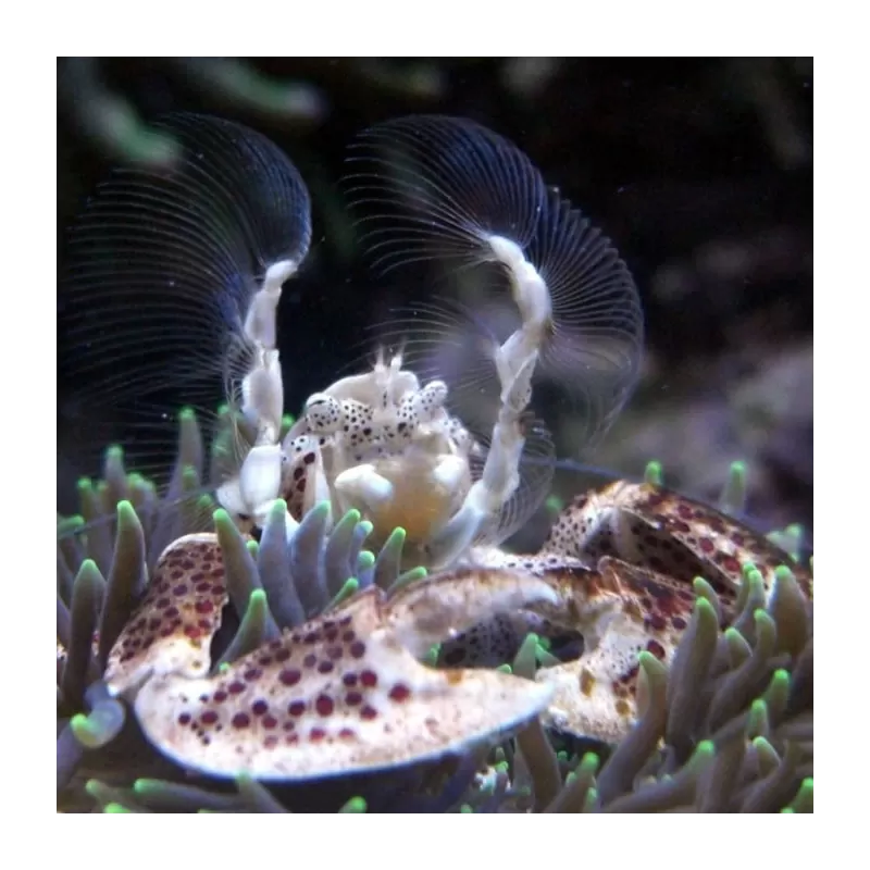 Neopetrolisthes Oshimai