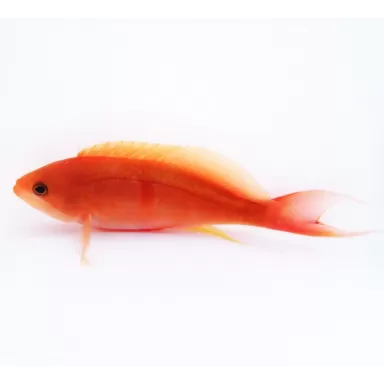 Pseudanthias Cooperi