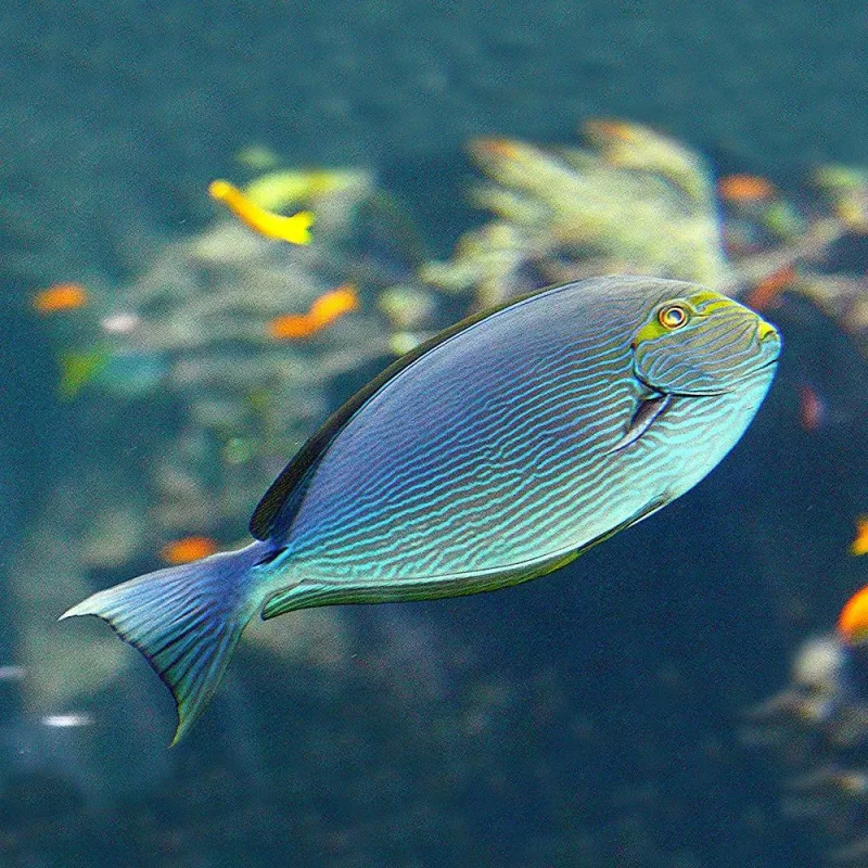 Acanthurus Mata M-size