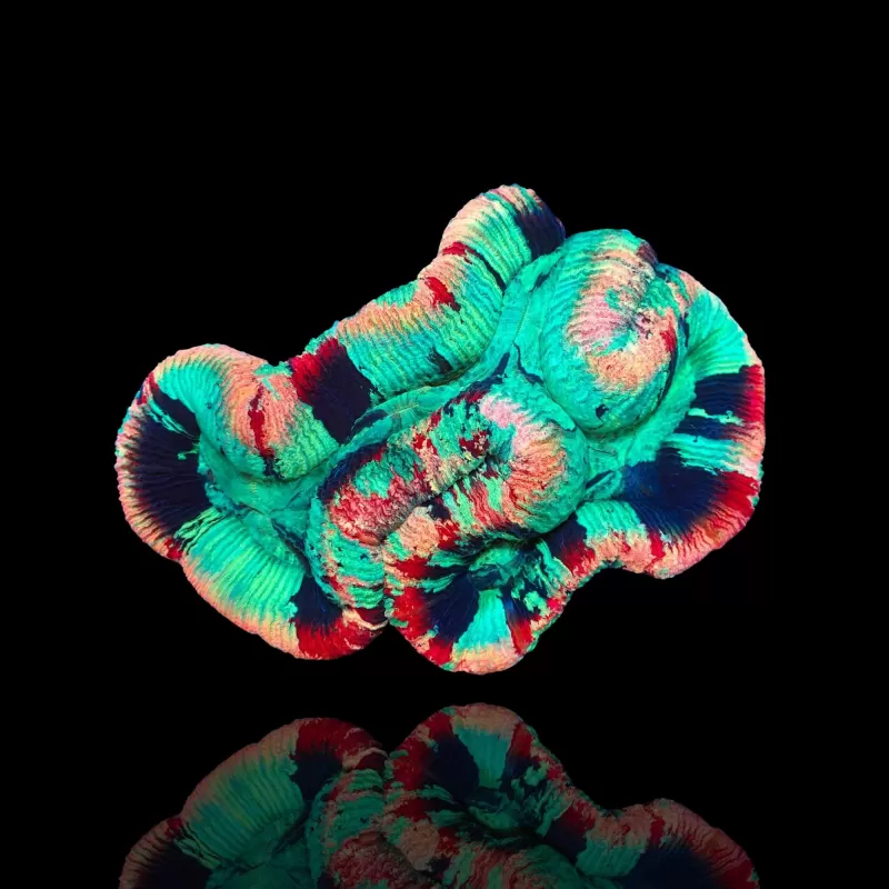 Trachyphyllia geoffroyi A grade Australie