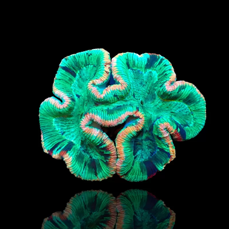 Trachyphyllia geoffroyi A grade Australie