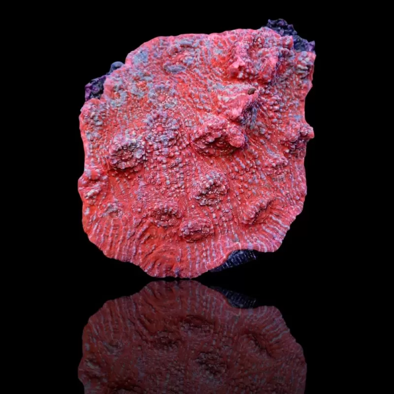 Echinophyllia spp Assorted M size