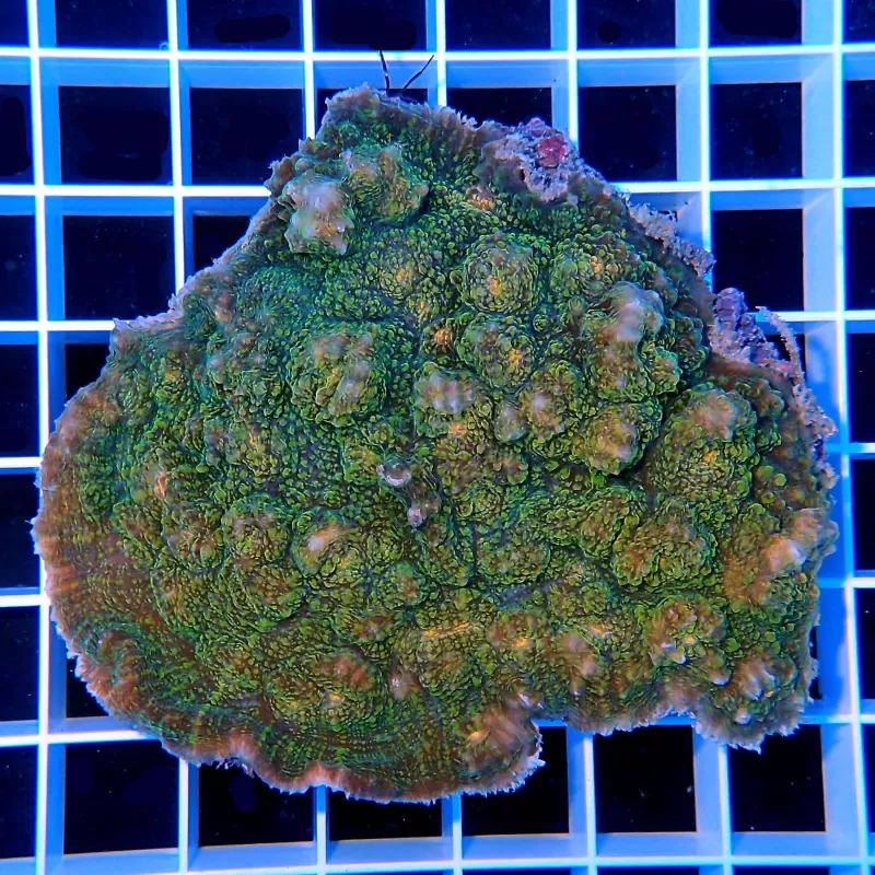 Echinophyllia spp Assorted M size