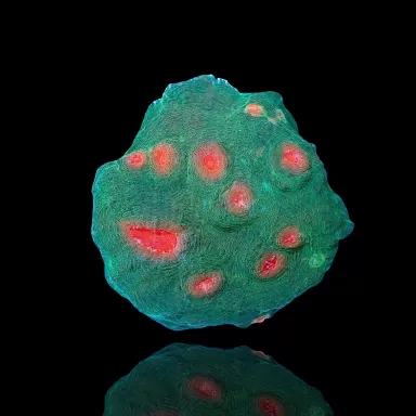 Echinophyllia spp Assorted M size