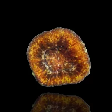 Scolimia assorted Australie B grade