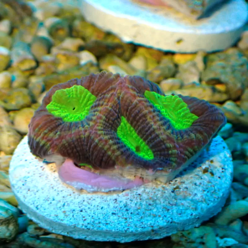 Favites Pentagona Alien Eye Australie S-size (frag)