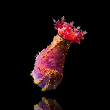  Pseudocolochirus Violaceus 