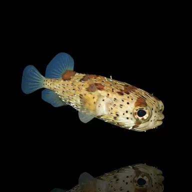 Diodon Holacanthus M 8 12cm