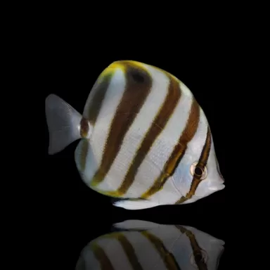 parachaetodon ocellatus M