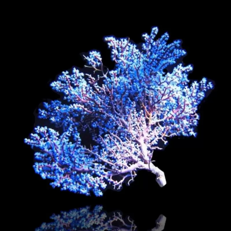 Acalycigorgia sp blue sea fan XL size