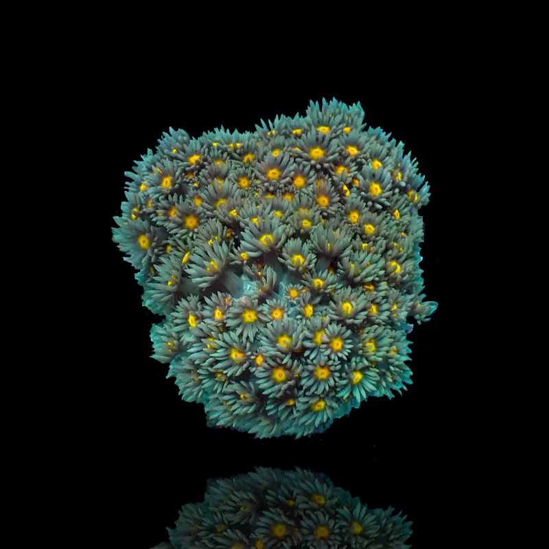 Goniopora Sp Orange Heart M size