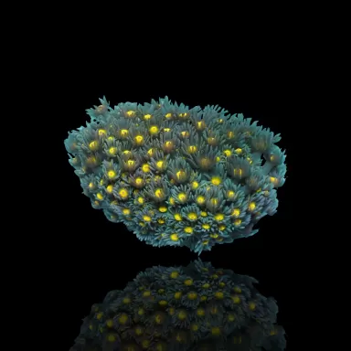 Goniopora Sp Orange Heart M size