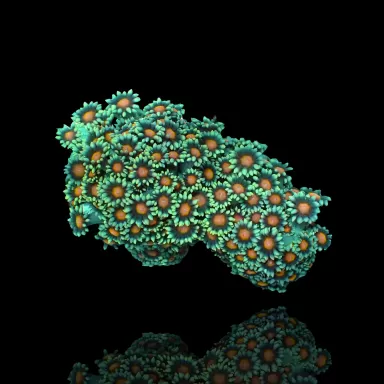 Goniopora Sp Red Heart M size