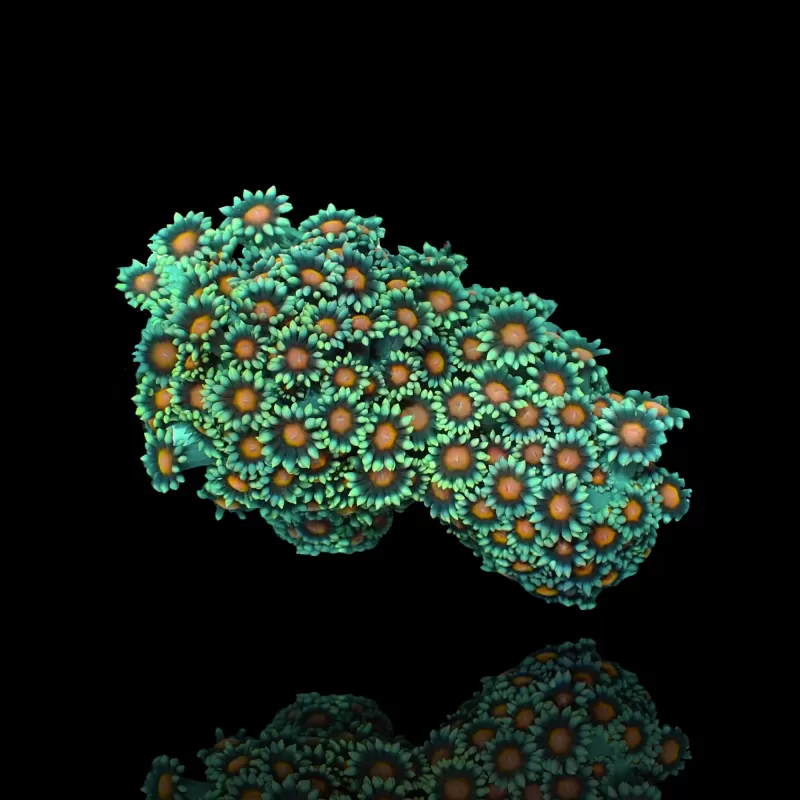 Goniopora Sp Red Heart M size