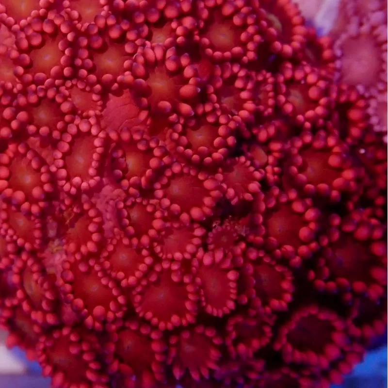 Goniopora sp Australie Red (M)