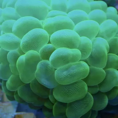 Plerogyra Sinuosa Green L size